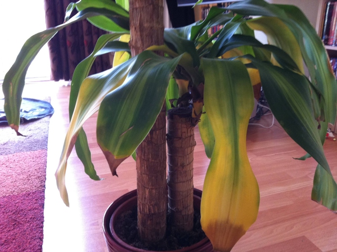 If you're noticing that your Dracaena's leaves are yellowing and it's overall looking wilted, it may have root rot.