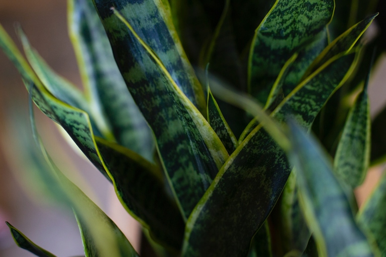 If you're noticing your snake plant's leaves curling, it could be a sign of improper fertilizer application.