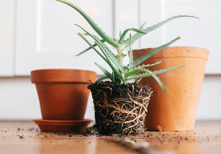 If you're repotting during the dormant period, make sure to keep the plant warm and humid.
