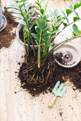 If you're repotting your Zz plant, make sure to water it well afterwards to help it recover from root rot.