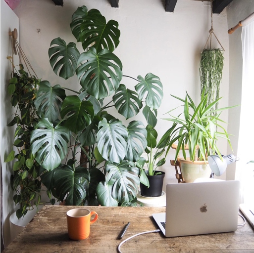 If you're thinking about repotting your Monstera, summer is the perfect time to do it!