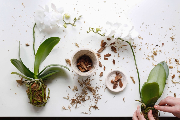 If you're thinking about repotting your orchid, you'll want to make sure you have the right potting mix and pot.