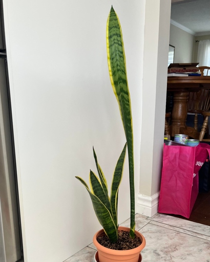 If you're thinking of getting a snake plant, you may be wondering if they like to be in small pots. Snake plants are perfect for small pots because they don't require a lot of water or space. The answer is yes!