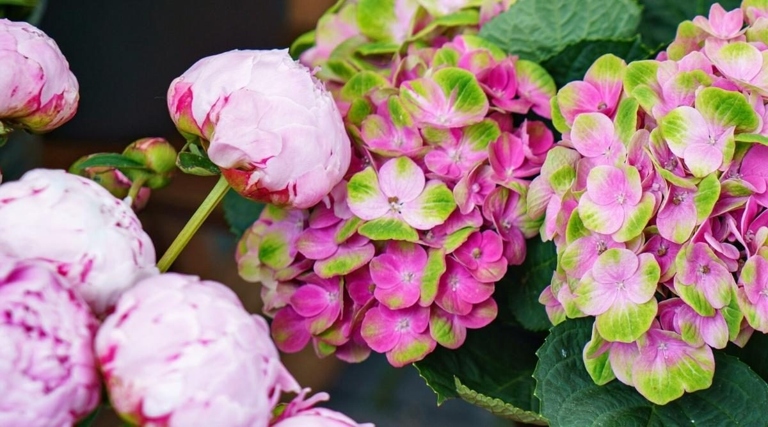 If you're trying to decide between planting peonies or hydrangeas in your garden, here is a quick overview of the key differences between the two flowers.