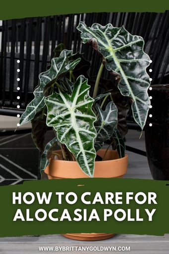 If you're unsure whether you have an Alocasia Bambino or Polly, there are a few key differences to look for.
