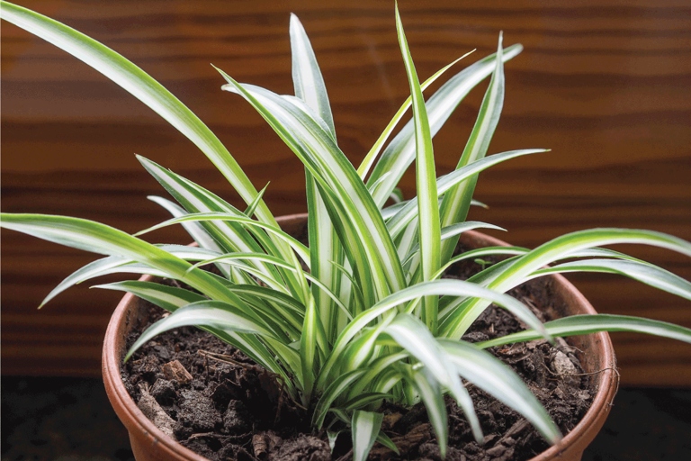 If you're using plastic pots for your spider plants, be sure to check them regularly and water as needed.
