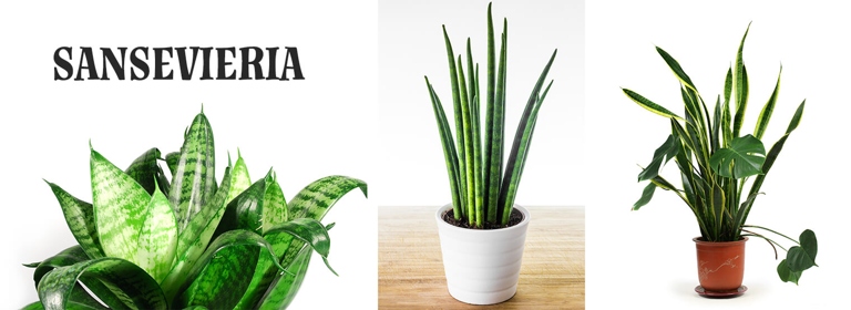 If you're wondering how often to water snake plant, the answer is not as often as you might think. These plants are native to arid regions and can store water in their leaves, so they don't need to be watered as frequently as other plants.