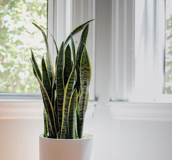 If you're wondering how often to water snake plant, the golden rule is to let the soil dry out completely between watering.