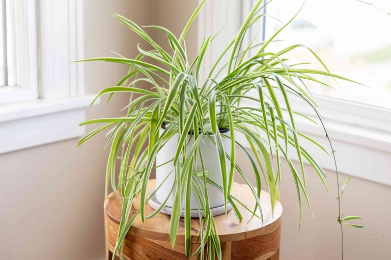 If you're wondering how often to water spider plants, the answer is: make sure the soil dries out slightly between watering.