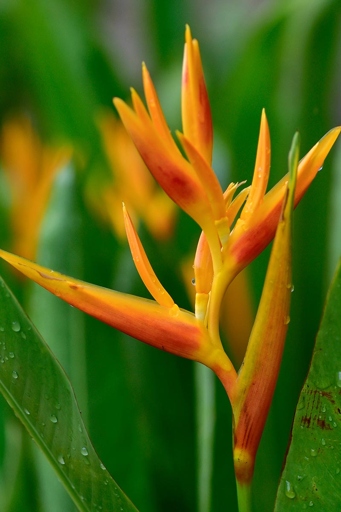 If you're wondering whether your bird of paradise will come back after a freeze, the answer is maybe.