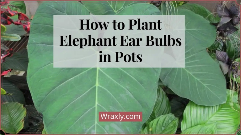 If you're wondering why your elephant ear bulbs aren't growing, read on for 6 possible causes and solutions.