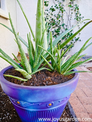 In about 2-4 weeks, you should see roots growing from the bottom of the pot. To grow aloe vera in water, start by filling a pot with well-draining soil and placing a healthy aloe vera plant in it. At this point, you can start growing your aloe vera in water. Water the plant regularly, making sure to keep the soil moist but not soggy.