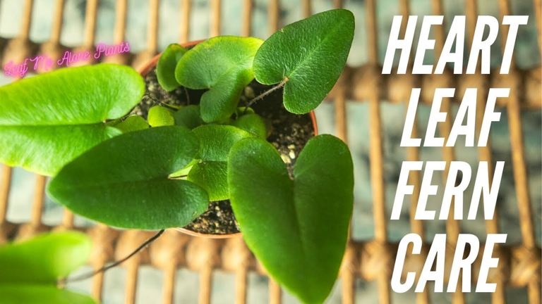 In order to care for a heart fern, it is important to know when to use an air conditioner or heater.