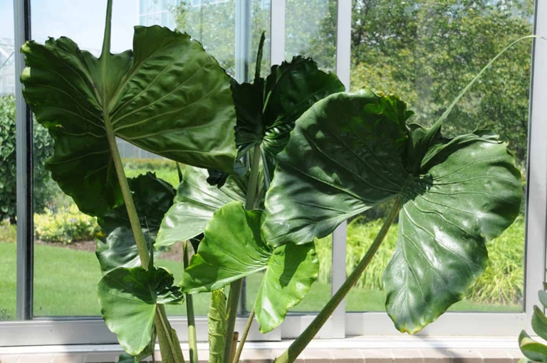 In order to care for your Alocasia Stingray, you will need to provide it with plenty of bright, indirect light and water it when the top inch of soil is dry.