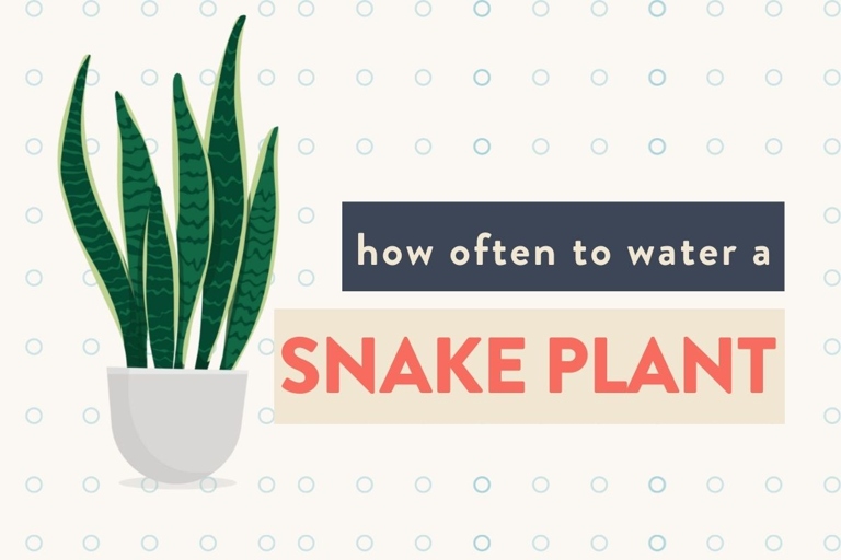 In order to keep your snake plant healthy, it is important to water it regularly.