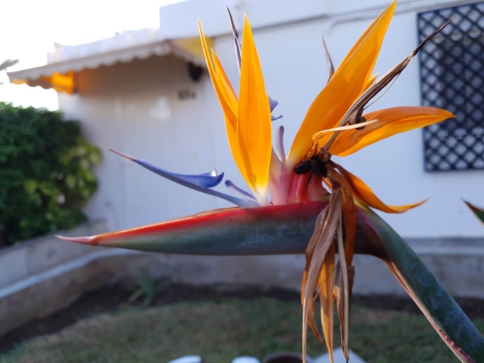 In summer, water your bird of paradise once a week, allowing the soil to dry out between waterings.