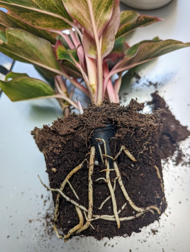 In this case, you will need to repot your plant in a larger pot. One possible reason your rubber plant may be dying is that it is rootbound, meaning the roots have filled up the pot and are constricted.