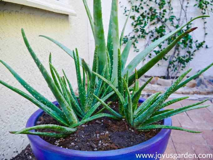 It can take anywhere from a few weeks to a few months for an aloe vera leaf to grow back.