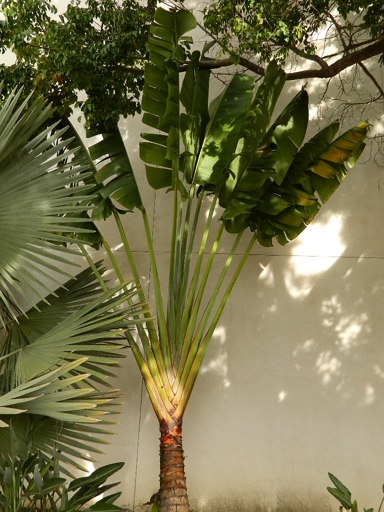 It has a long, curved trunk and large, fan-like leaves. The traveler's palm is native to Madagascar and is related to the bird of paradise. The traveler's palm is a tall, slender palm that can grow up to 20 feet tall.