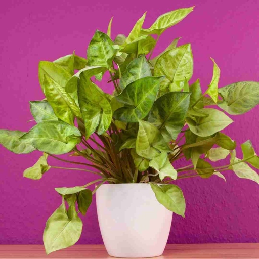 It is a fast-growing plant that can reach up to 6 feet in height. Syngonium Variegata is a tropical plant that is native to Central and South America. The leaves are glossy and have a wide range of colors, including green, white, pink, and red.
