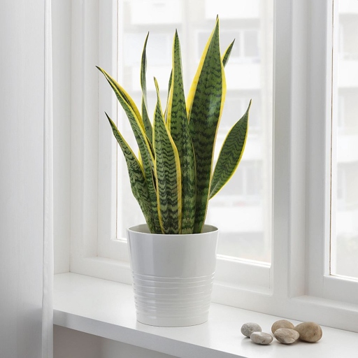 It is a hardy plant that can tolerate a wide range of conditions, making it an ideal houseplant. Sansevieria trifasciata, or moonshine snake plant, is a succulent native to Africa.