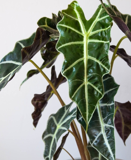 It is best to avoid applying leaf shining spray or any chemical treatment to your Alocasia Portodora plant.
