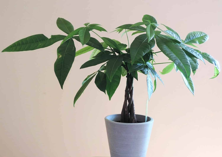 It is important to change the water regularly in order to keep the money plant healthy.