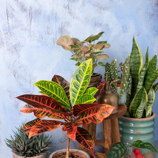 It's important to water your croton soon after repotting, making sure to keep the soil moist but not soggy.