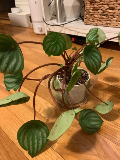 It's important to water your peperomia after repotting to help the roots recover and prevent root rot.
