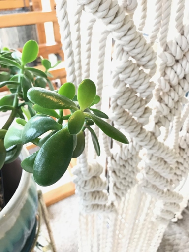 Jade plants are a type of succulent, so they don't need a lot of water.