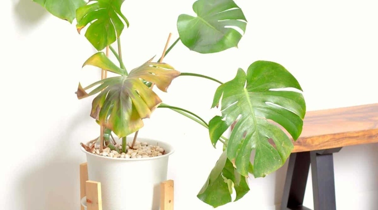 Jade plants are a type of succulent that are popular among plant enthusiasts. One common issue that jade plant owners face is root rot, which can be caused by a variety of factors, including overwatering, poor drainage, and insufficient lighting.