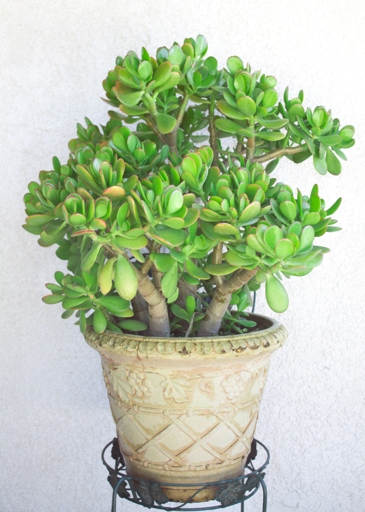 Jade plants are easy to revive if you catch them early.