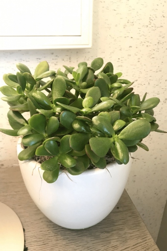 Jade plants are known to be tough and resilient, but even they can suffer when nutrients are in short supply.