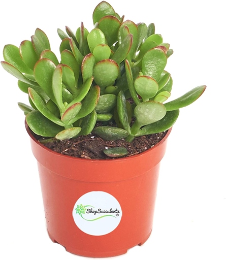 Jade plants are succulents that are popular houseplants. They are relatively easy to care for, but can suffer from root rot if not watered properly.