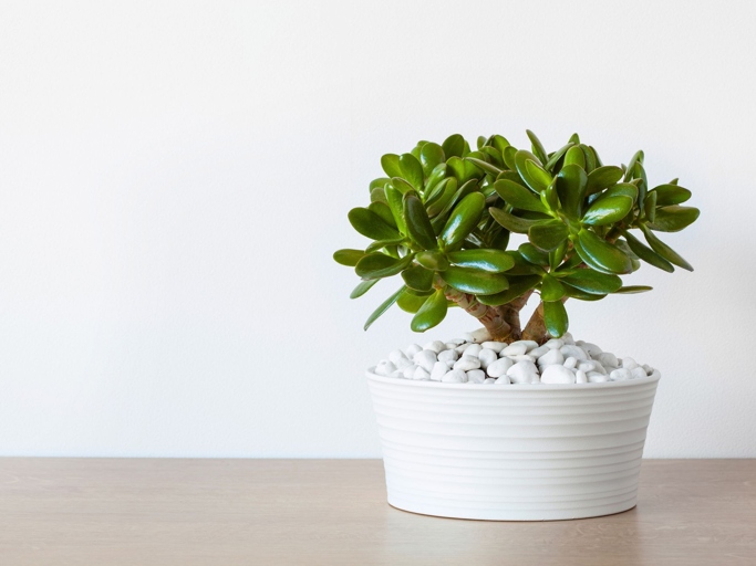 Jade plants are succulents that thrive in well-drained soil and bright light, but can tolerate some shade.