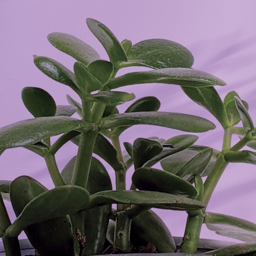 Jade plants are susceptible to a number of problems, including lack of nutrition.