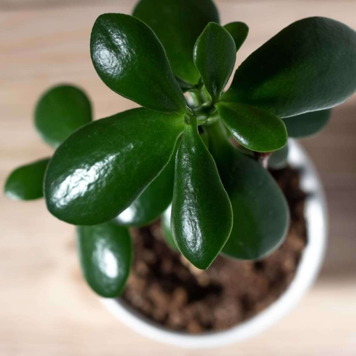 Jade plants are susceptible to root rot, but there are steps you can take to prevent and control it.
