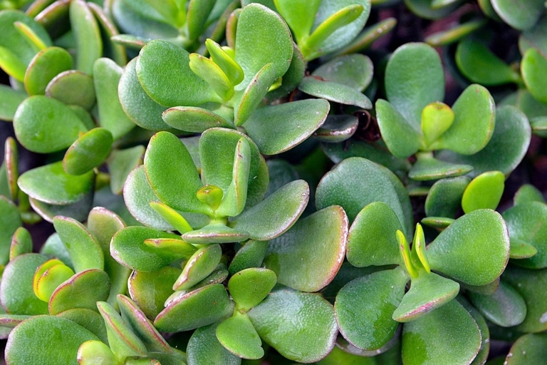 Jade plants are typically a vibrant green, but if they lack adequate light they will begin to turn purple.