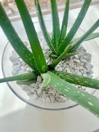 Keep the soil moist, and in a few weeks, you should see new growth. Next, remove the bottom inch of the leaf, and place it in a pot of well-drained soil. To grow aloe vera from a leaf, start by cutting a healthy leaf from the plant. Water the leaf lightly, and place the pot in a sunny spot.