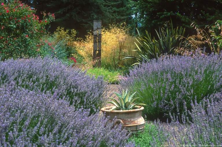 Lavandula stoechas, also known as French lavender, is one of the most drought tolerant lavenders.