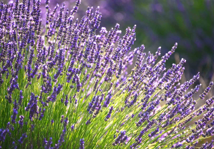 Lavender grows best in full sun and well-drained soil, but it can also grow indoors.