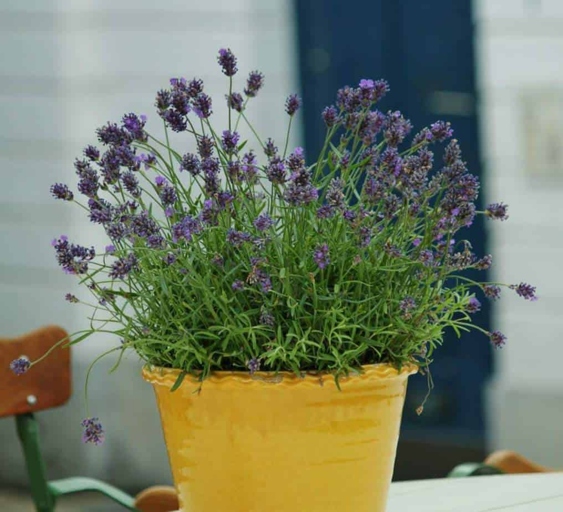 Lavender grows quickly in pots, and can reach its full size in just a few weeks.
