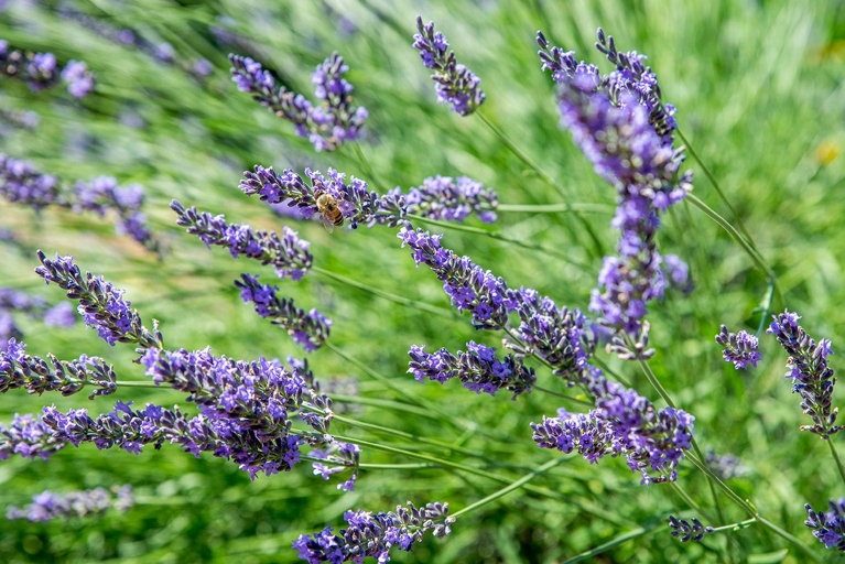 Lavender grows relatively fast, especially when compared to other plants.