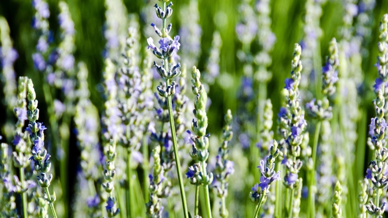 Lavender is a beautiful, fragrant, and drought-tolerant herb that is perfect for any garden.