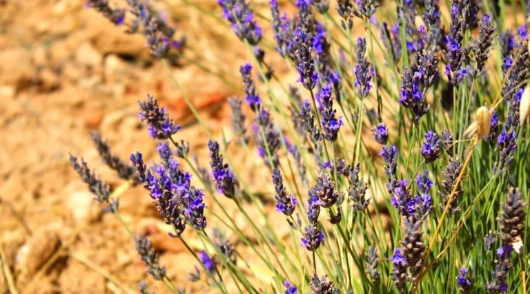Lavender is a drought tolerant plant that can prosper in a dry environment with little to no water.