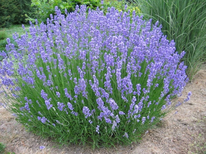 Lavender is a fragrant, purple flower that is often used in perfumes, soaps, and potpourris.