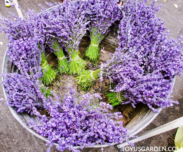 Lavender is a notoriously difficult plant to repot.