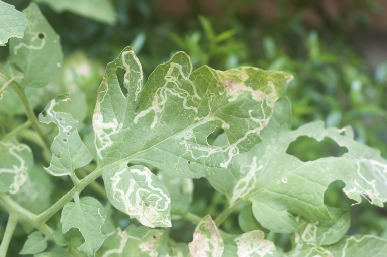Leaf miners are a type of insect that burrow into the leaves of plants, causing white spots or lines on the leaves.