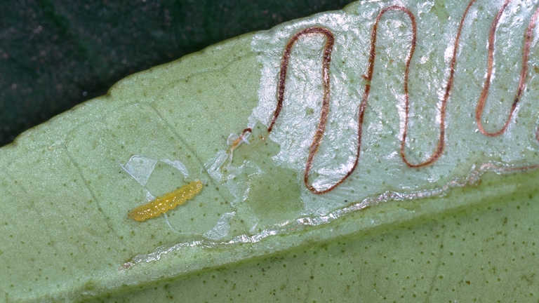 Leaf miners are small, parasitic insects that live and feed between the layers of leaves.