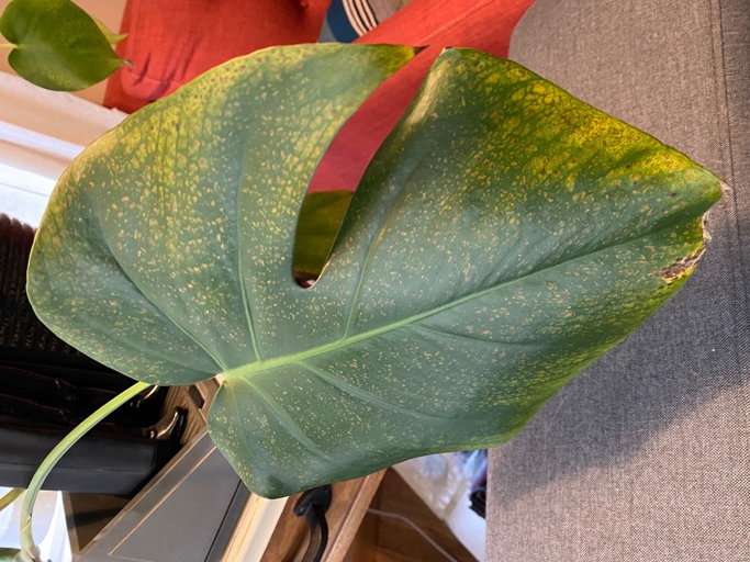Leaf rust is a type of plant disease that can cause yellow spots on philodendron leaves.